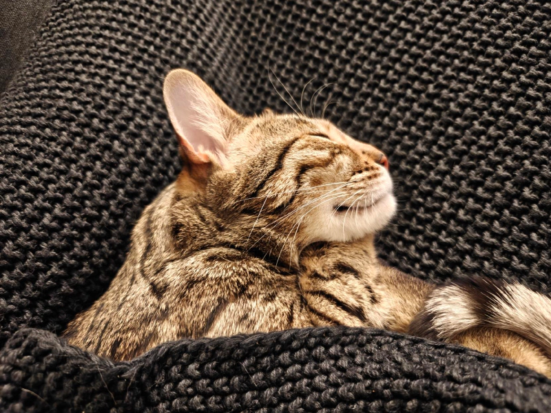 i love this cute little dork